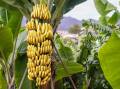 Genetically modified bananas have been approved for human consumption. Picture by Shutterstock