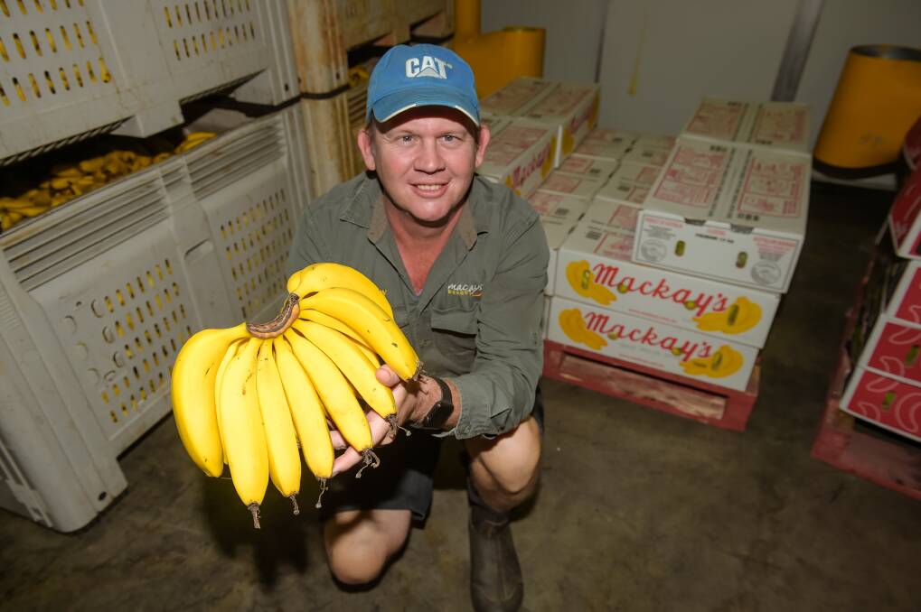 Lakeland banana grower Cameron Mackay. Picture by Kelly Butterworth