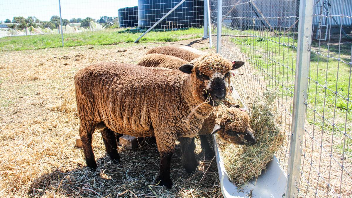 Babydoll sheep keep the weeds down under the vines. Picture by Alexandra Bernard