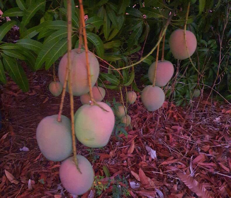 Territory mangoes are being flown directly from Darwin to Korea. Picture supplied