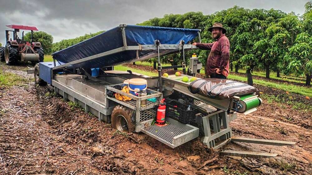 Boggy conditions made harvesting a challenge at Groves Grown Tropical Fruits near Yeppoon. Picture by David Groves