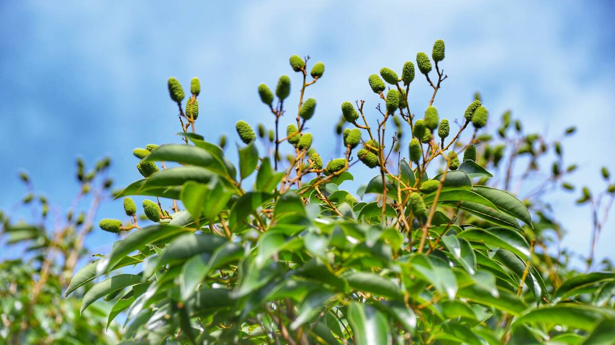 Positive signs of a bumper Bundy lychee harvest in time for Lunar New Year. Picture by Brad Marsellos