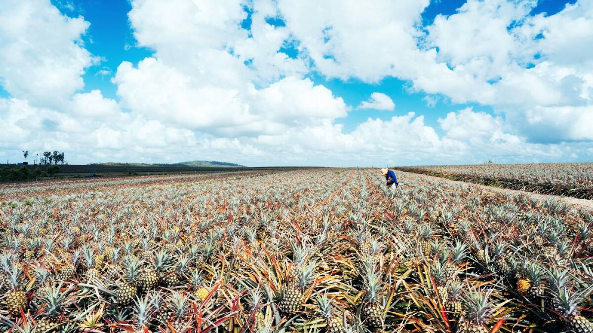 Shoppers are being urged to pop a pineapple in the trolley as a record glut hits growers. Picture by Pure Gold Pineapples