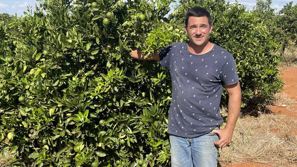 Griffith citrus grower, Vito Mancini, says contracts for fresh Valencia oranges are currently unsustainable, with prices between 40 - 45 cents per kilogram with no offers of bonuses or CPI increases. Picture file.