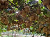Seeka Australia has 50 per cent more volume in its kiwi fruit crop this year compared to the previous season. Picture supplied