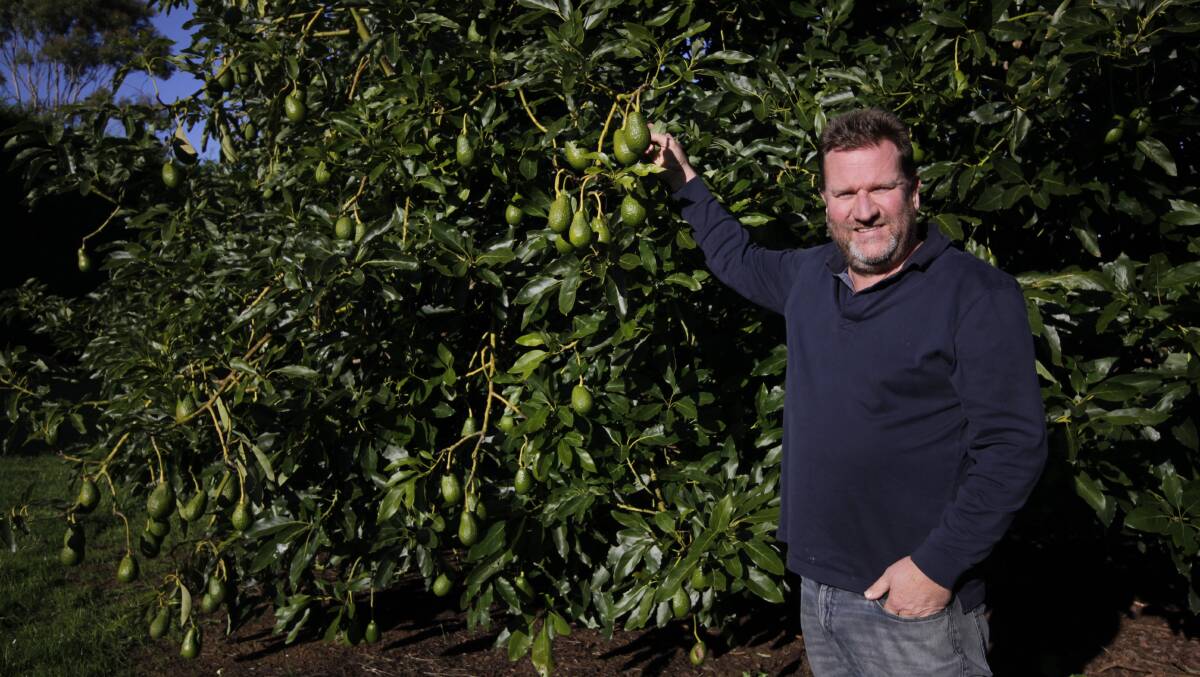 Peninsula Avocados owner, Steve Marshall, Mornington Peninsula, Victoria, says there has has been a corporatisation of the avocado industry. Picture by Holly McGuinness