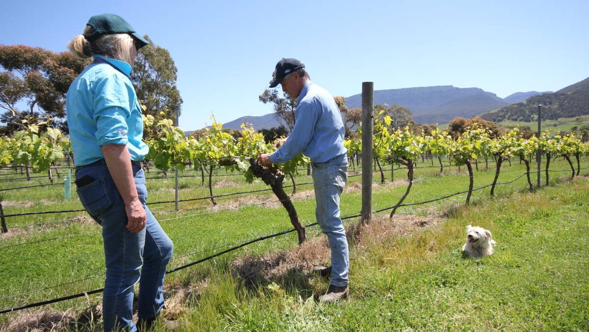 Mr and Ms Guthrie tend to their Chardonnay grapes at the Mafeking vineyard. Picture by Holly McGuinness