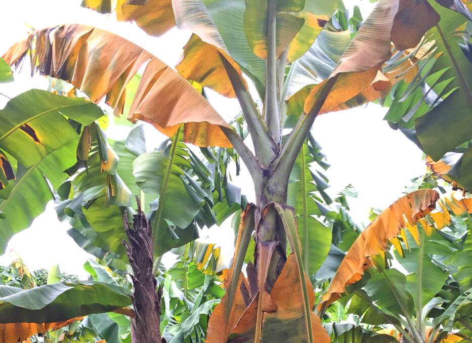 A TR4-infected banana plant. Picture by Department of Agriculture and Fisheries.