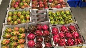 For 2023 QCWA has nominated dragonfruit as its product of the year. Picture supplied
