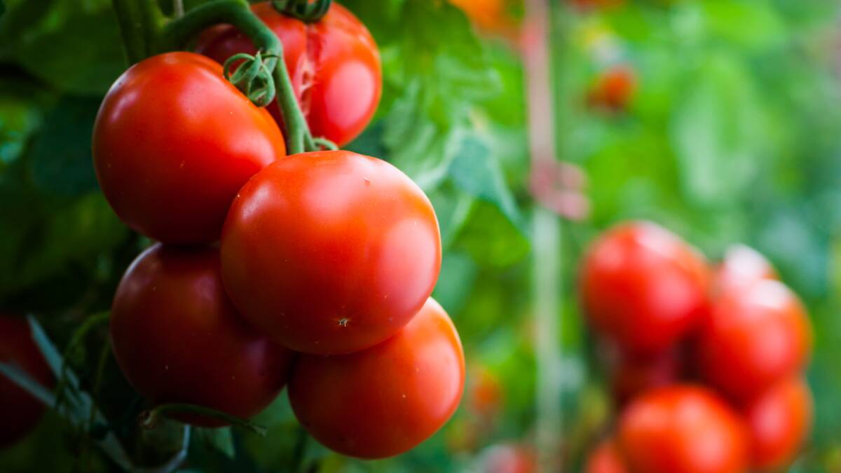 Bowen tomato growers have seen prices for tomatoes plummet. File picture