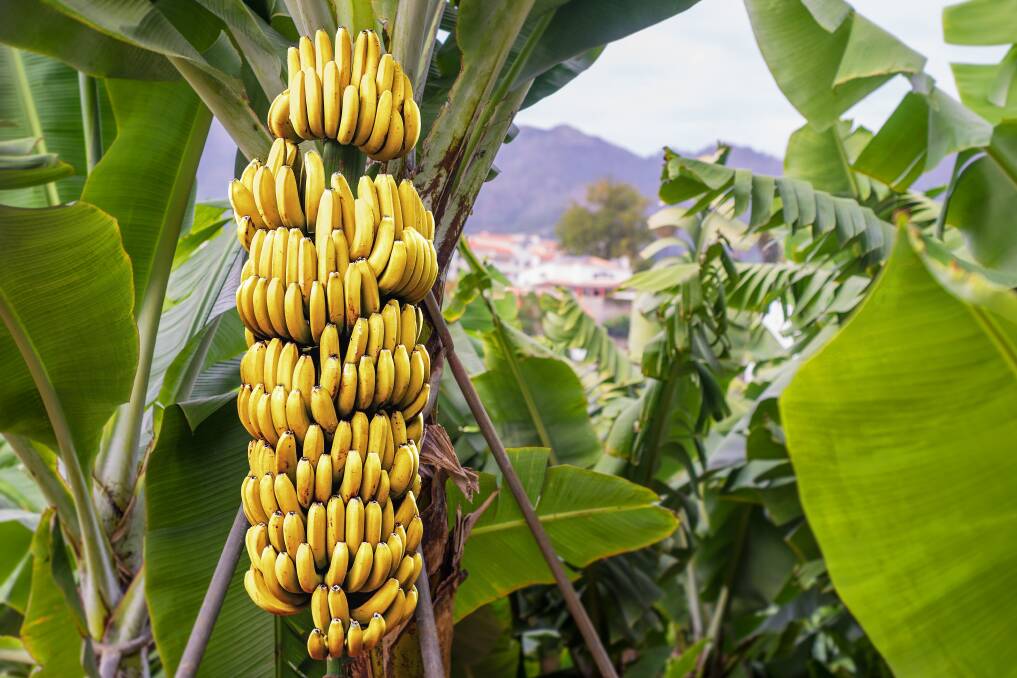 Genetically modified bananas have been approved for human consumption. Picture by Shutterstock