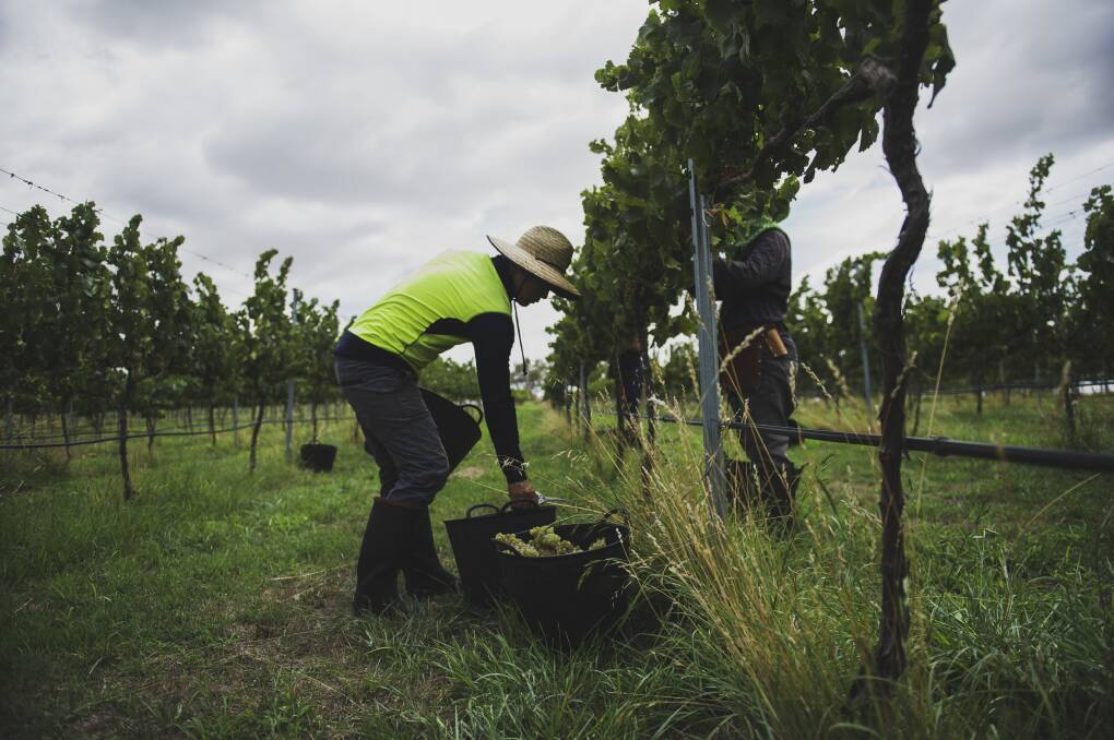 Under federal government reforms, employers would have to pay Pacific Australia Labour Mobility (PALM) seasonal workers a minimum of 30 hours a week. File picture