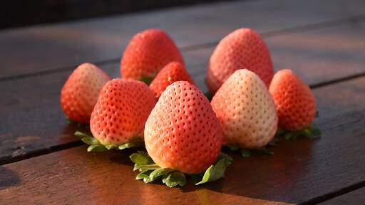 Pina Colada flavoured strawberries - one of the many innovations in the horticulture game aimed at getting Australians to lift their intake of fruit and vegetables. Picture by Ashley Walmsley. 