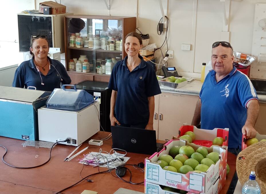 DPIRD technical officer Helena O'Dwyer, research scientist Tara Slaven and Griffith University senior horticulturalist Peter Johnson working on a hot water treatment disinfestation trial for mangoes in Kununurra, which produced positive results. Picture supplied