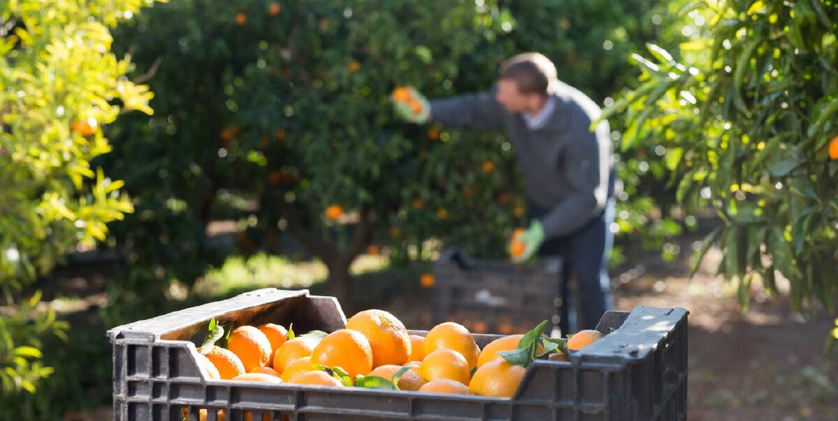 Citrus Australia has welcomed the technology which provides greater traceability options for fruit. Picture supplied