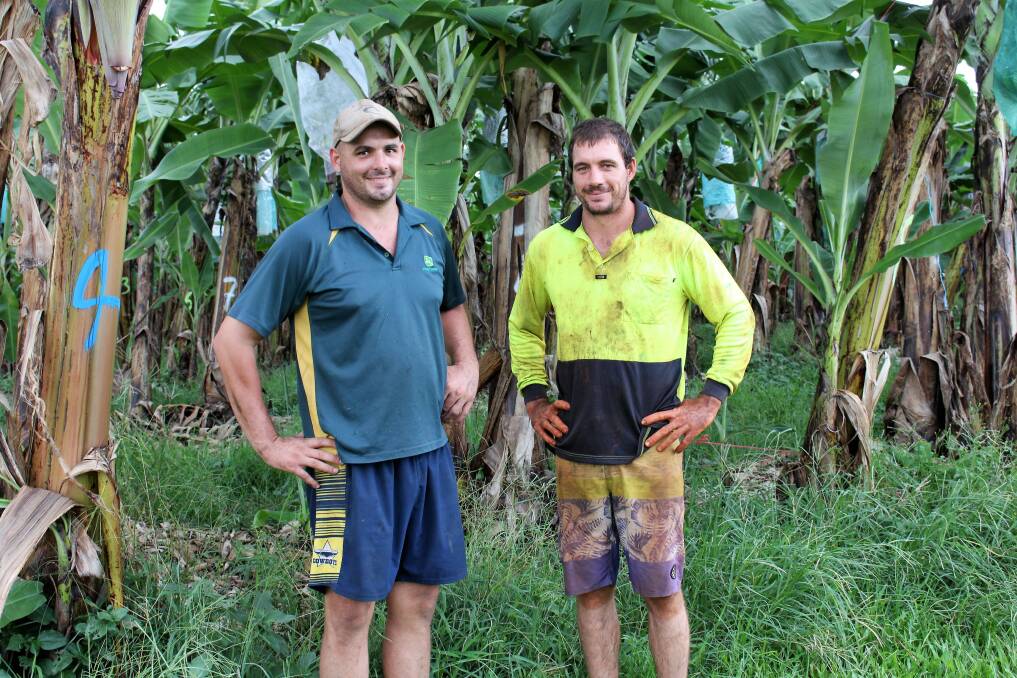 Organic banana growers, Ben and Matt Abbott, Mena Creek, North Queensland, who won the 2022 Reef Pesticide Stewardship Champion Award earlier this month as part of the 2022 Reef Champion Awards. Picture supplied