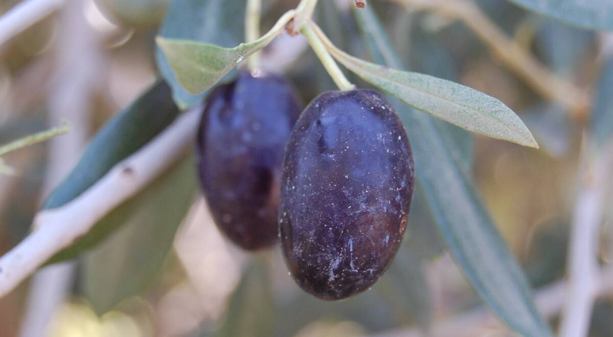 FOCUS: The Australian Olive Association is hosting a workshop for central NSW and Hunter Valley olive growers later this month. 