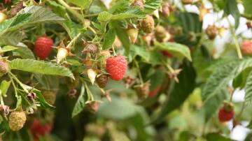 Tasmania pumps out substantial amounts of berries, greatly contributing to both the national and state economy. File picture