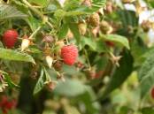 Tasmania pumps out substantial amounts of berries, greatly contributing to both the national and state economy. File picture