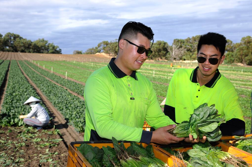Simon Vu and Neco Vo inspect the final product. Picture by Ausveg
