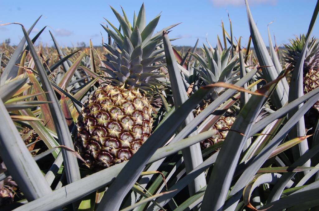 One of the Grow Your Fund funding recipients will explore an agtech solution to automate pineapple picking based on sugar level in a controlled traffic system. File picture