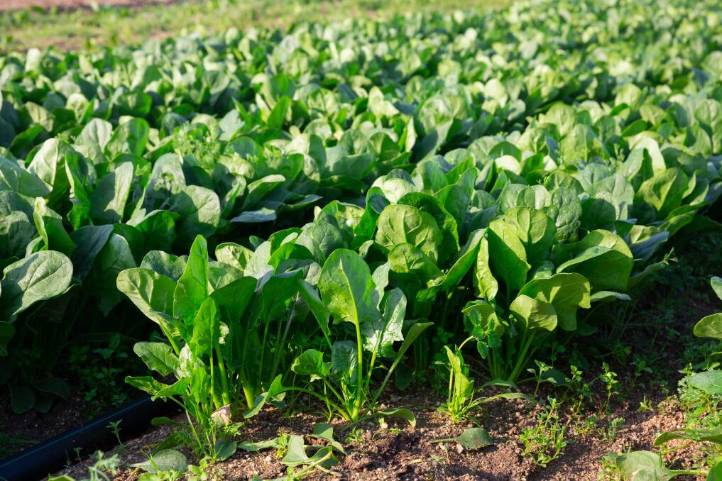 A wide range of topics including damping off complex, organic spinach production, food safety of leafy vegetables and global consumer trends will be covered at the International Spinach Conference in Victoria in May. Picture Shutterstock