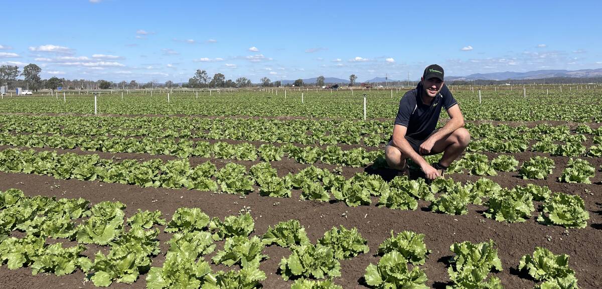Barden Farm's Rohan Drummond, Gatton, Qld within a lettuce crop. The company will use a Qld government grant to purchase a state-of-the-art lettuce harvesting and cooling machine. Picture supplied