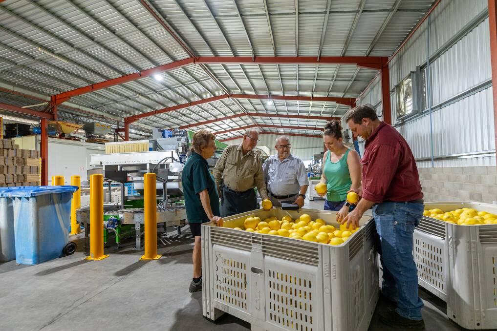 The Bugno family, Dimbulah, Qld with QRIDA regional area manager, Sam Spina (centre), inspect the produce in the new, modernised packing facility. Picture supplied