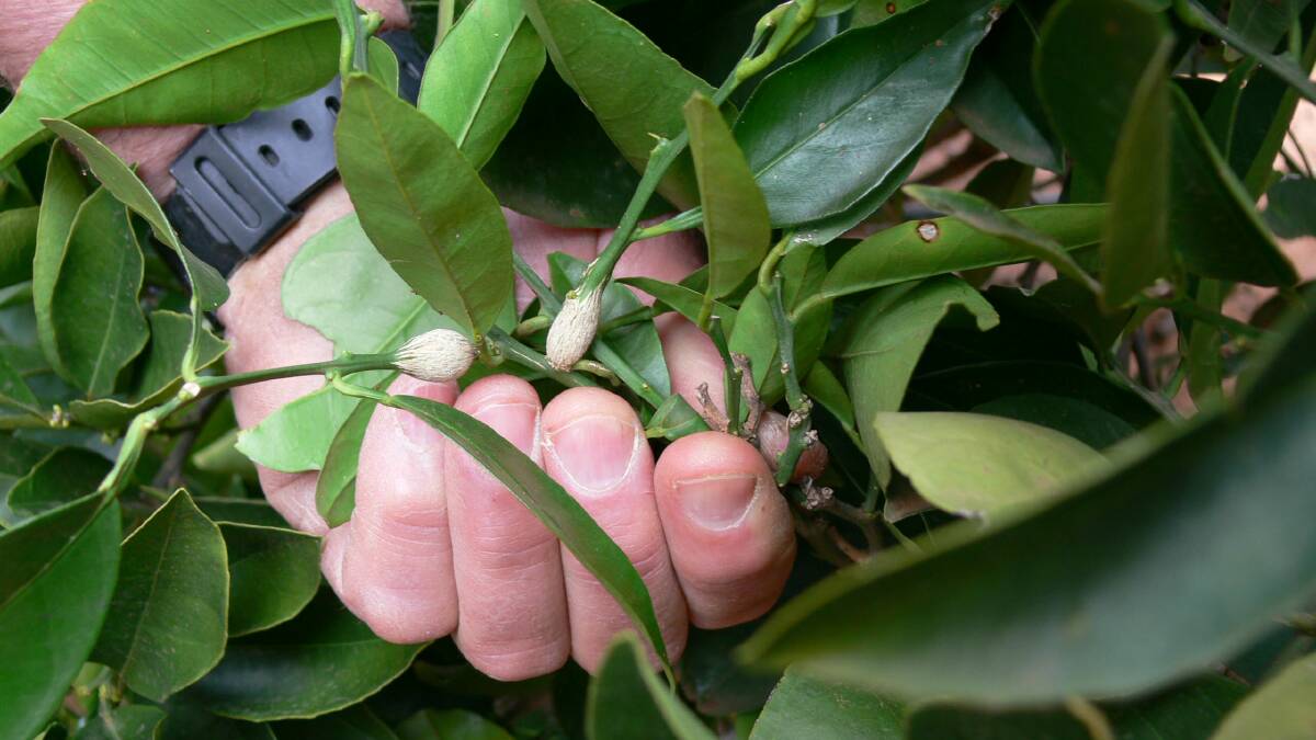 Signs of citrus gall wasp infestation on citrus tree branches. Picture supplied
