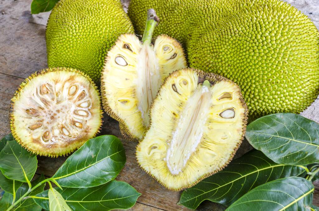 The domestic demand for jackfruit has prompted AgriFutures Australia to identify it as a "priority for investment" with a new project looking at developing commercially viable processed products. Picture supplied