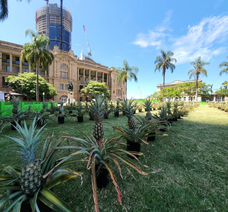 The "pop up" pineapple plantation which has appeared in Queens Garden near the Treasury Brisbane within the CBD, as part of QFVG's Year of Horticulture celebrations. Picture supplied