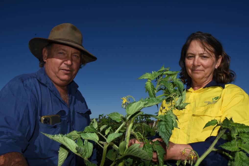 Trevor Cross, Cross Family Farms, Welcome Creek, Qld inspecting a healthy tomato crop with Metagen agronomist, Melinda Everett, Bundaberg, Qld. Picture by Ashley Walmsley
