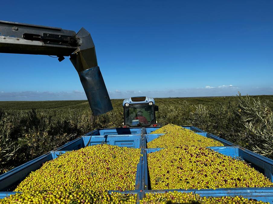 Unseasonably cold, wet weather resulted in a shorter olive growing season, slower ripening of fruit and a delayed harvest. Picture supplied