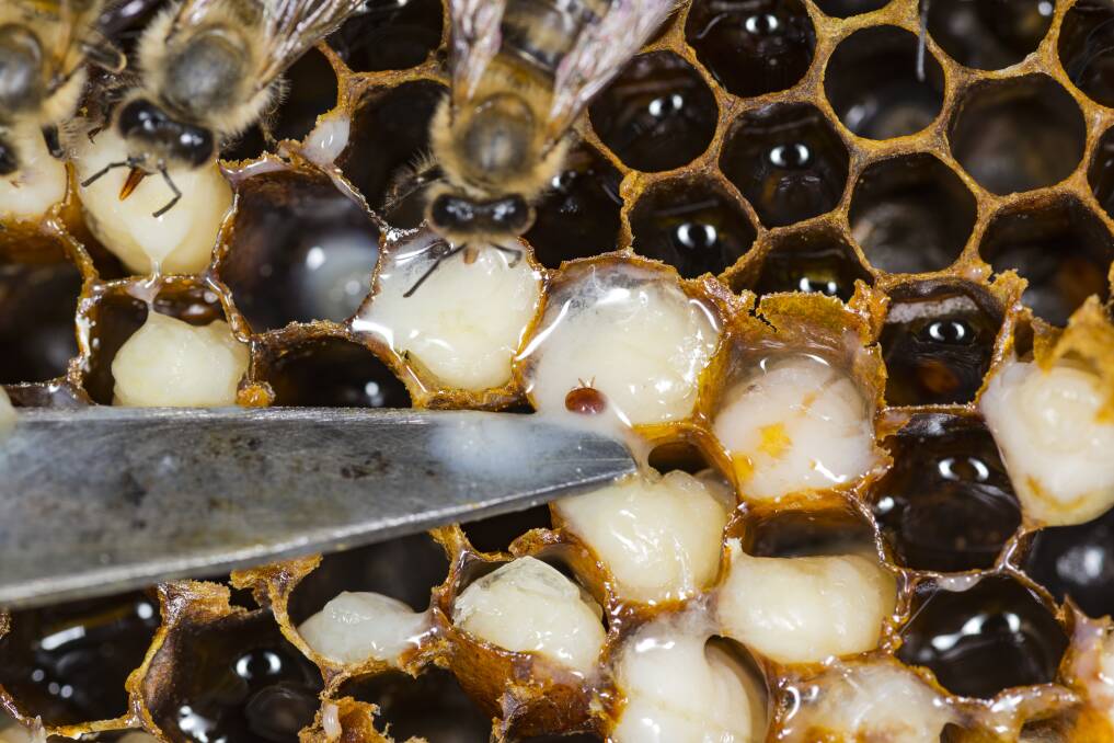 Australia is looking to utilise international research and technologies in the fight against Varroa mite. Picture supplied
