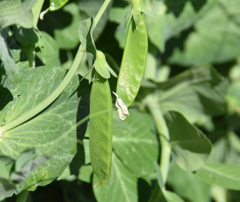 Snow peas thriving on the back of Cross Family Farms using Digestor NP from Metagen. Picture by Ashley Walmsley
