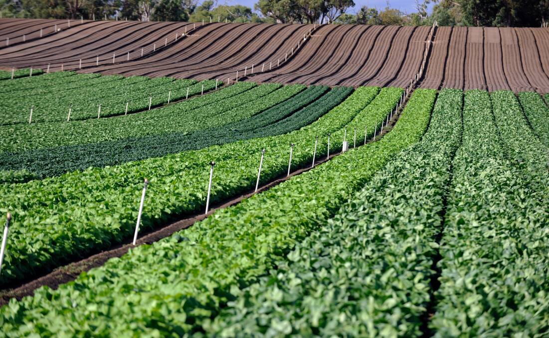 Leafy vegetable crops in Western Australia. Picture by Ausveg