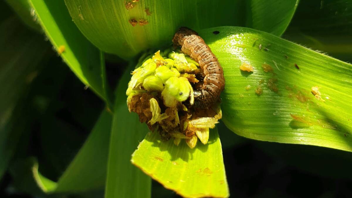 Fall armyworm can damage a large range of plant crops including vegetables. Picture supplied