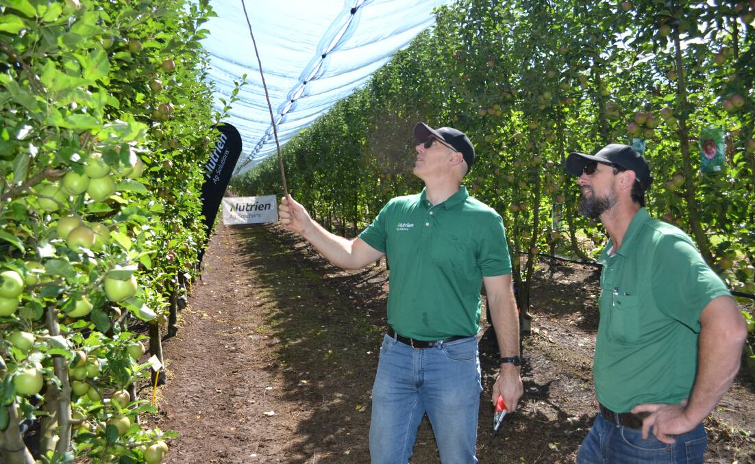 Nutrien AgSolutions agronomists, Scott Paton (left) and Scott Gibellini, Manjimup, inspecting the Rosy Glow apple variety trial site. Picture supplied