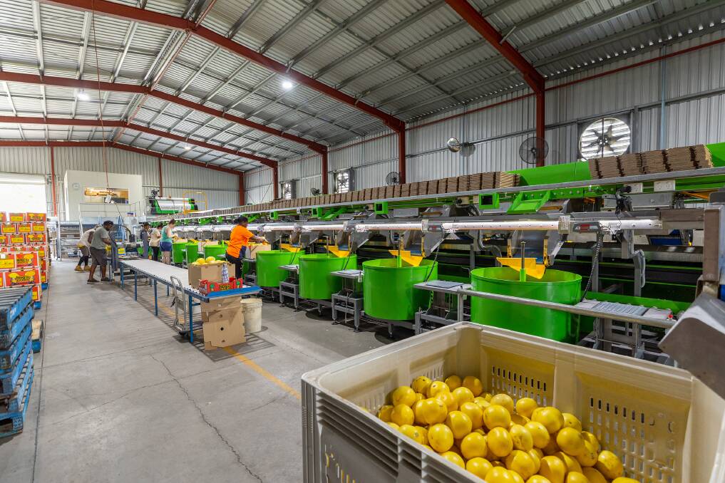 Electronic weights and an extra eight bins for the fruit has made the packing process more efficient and allowed more fruit to be processed, graded and packed quicker than before. Picture supplied