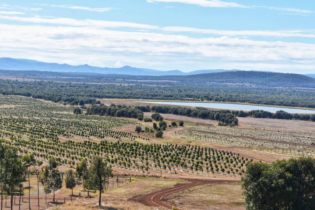 The Riverton farm, located in the Fitzroy region, consists of 161 hectares of newly established plantings and 259 ha of planned macadamia plantings. Picture: Ben Harden