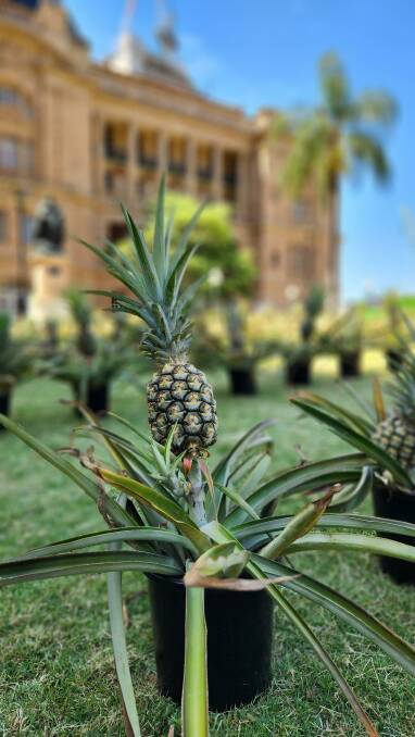 In 1844, a pineapple garden known as "Slates Pineapple Garden" was grown where Treasury Brisbane now sits. Picture supplied