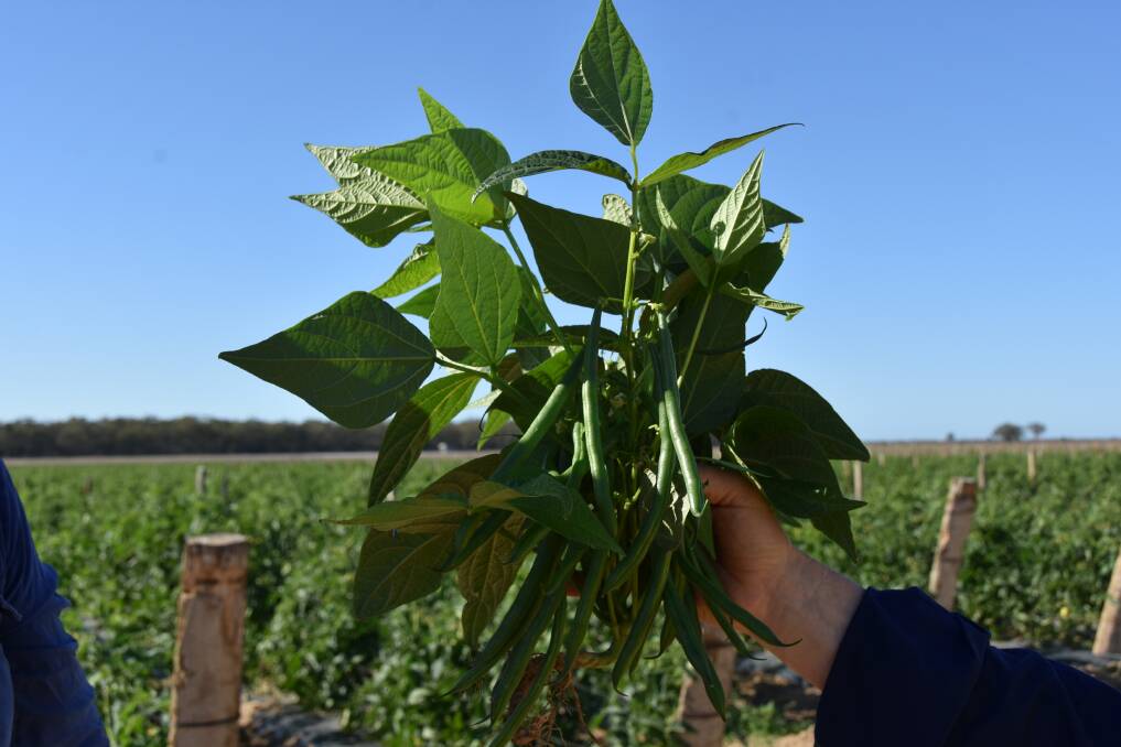 A bean plant flush with beans, showing the healthy growing conditions at Cross Family Farms. Picture by Ashley Walmsley