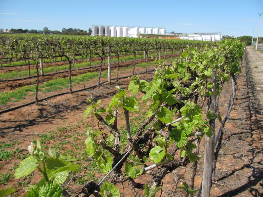 The Riverland wine industry is looking to the future with a 10-year blueprint steering committee meeting for the first time this month. File picture