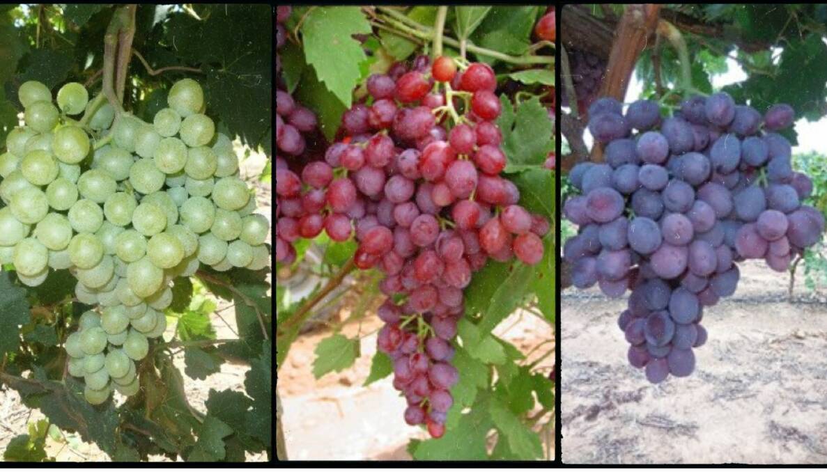CSIRO Agriculture and Food is calling for expressions of interest from commercial partners to help bring new table grape selections to market. Picture supplied
