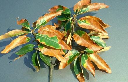 The tree disease Xylella scorches and weakens leaves, which eventually causes the tree to die. Picture supplied