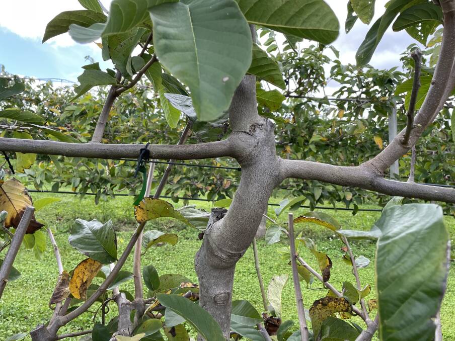 Trellised custard apples suitable for this way of growing are pruned heavily and tipped of leaves to encourage a longer season. Picture by Jamie Brown