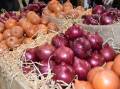 The humble onion boasts a range of beneficial medicinal, and culinary, attributes. File picture