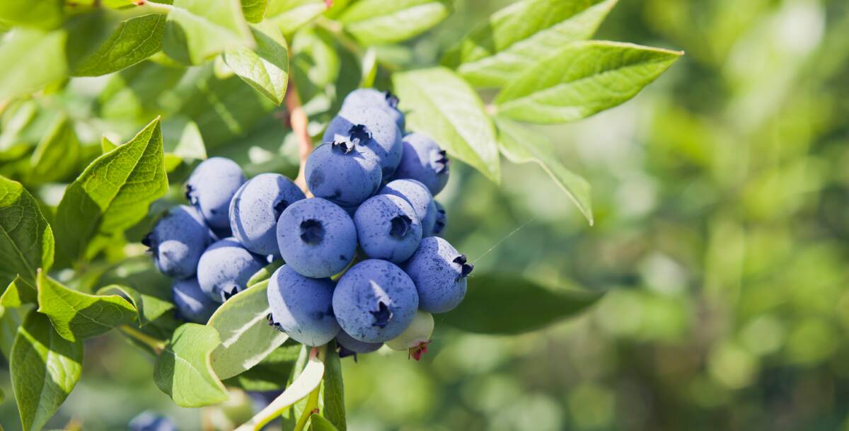 The blueberry voluntary levy is now 3c/kg. Picture Shutterstock