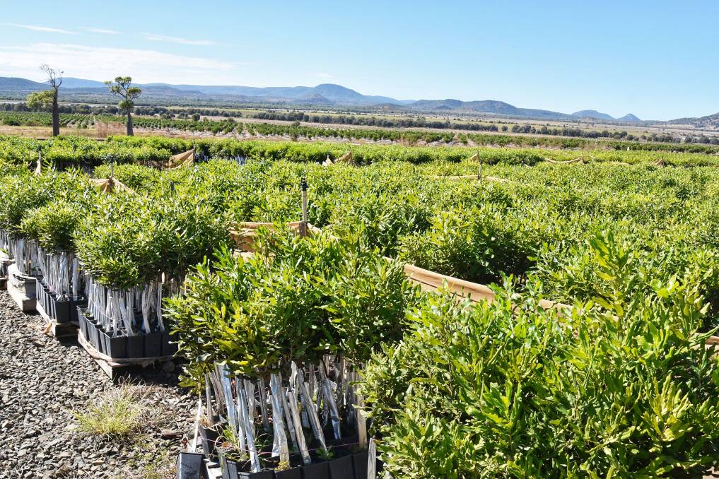 The Riverton Farm will have about 400 ha of Macadamia orchards in the ground soon, consisting of over 130,000 trees. Picture: Ben Harden