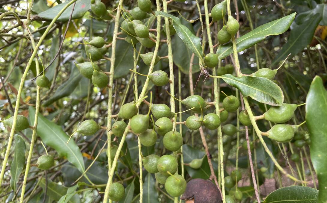 Excellent nut set in the Lismore district bodes well for another strong harvest result for 2023. File picture